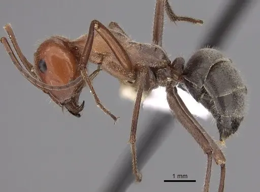 Myrmecocystus placodops specimen CASENT0280508 image casent0280508_3
