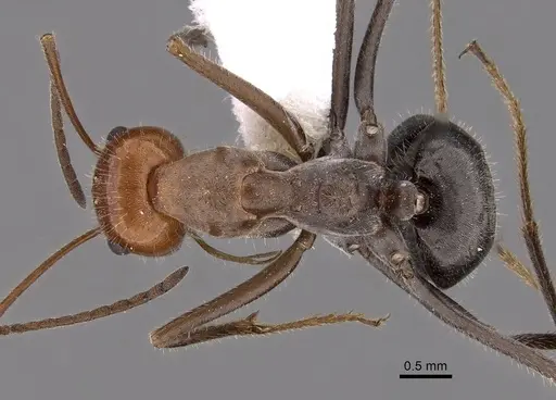 Myrmecocystus placodops specimen CASENT0280509 image casent0280509_1