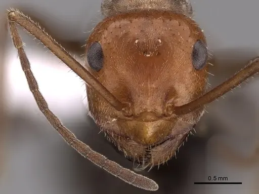 Myrmecocystus placodops specimen CASENT0280509 image casent0280509_2