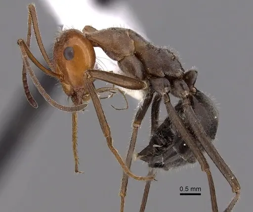 Myrmecocystus placodops specimen CASENT0280509 image casent0280509_3