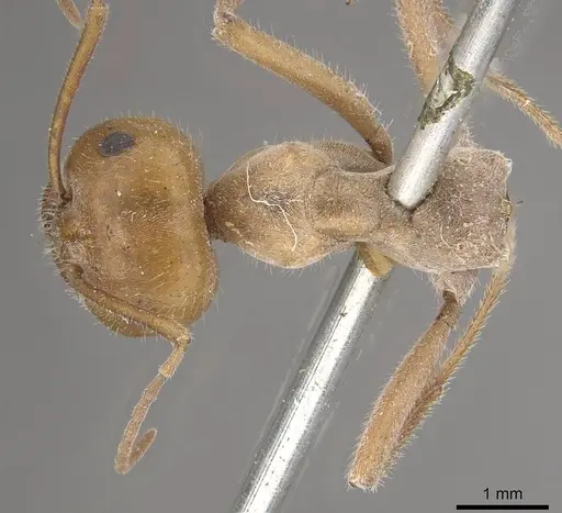 Myrmecocystus placodops specimen CASENT0911060 image casent0911060_1