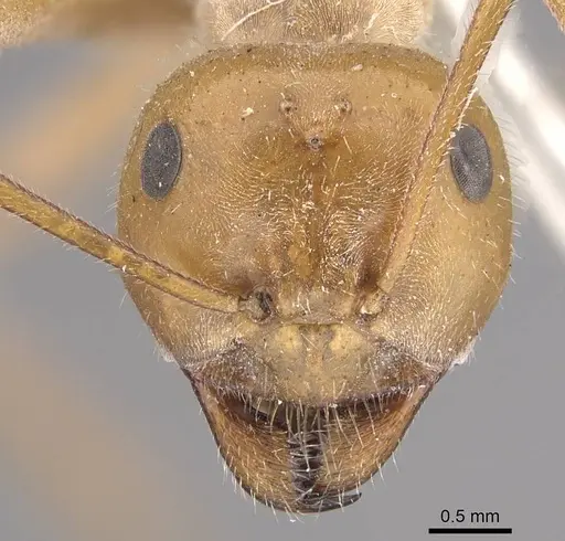 Myrmecocystus placodops specimen CASENT0911060 image casent0911060_2