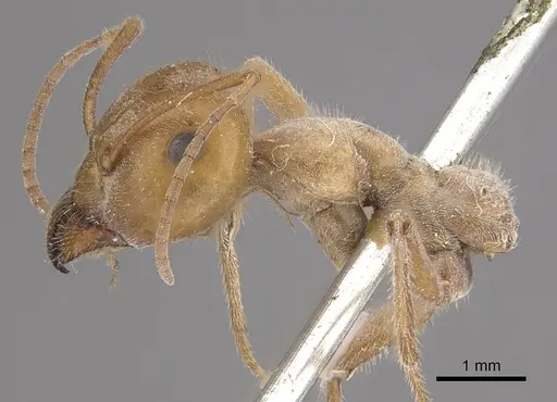 Myrmecocystus placodops specimen CASENT0911060 image casent0911060_3