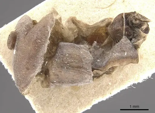 Myrmecocystus placodops specimen CASENT0911060 image casent0911060_4