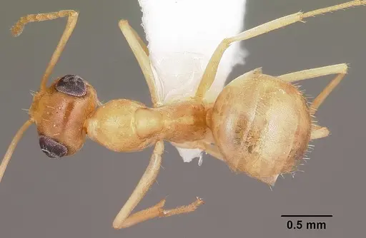 Myrmecocystus pyramicus specimen CASENT0104938 image casent0104938_1