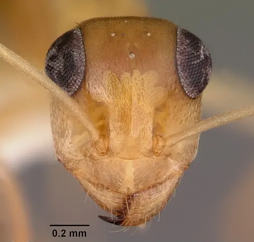 Myrmecocystus pyramicus specimen CASENT0104938 image casent0104938_2