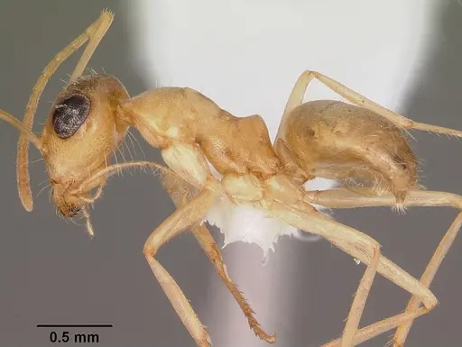 Myrmecocystus pyramicus specimen CASENT0104938 image casent0104938_3