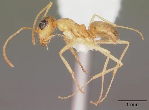 Myrmecocystus pyramicus specimen CASENT0104938 image casent0104938_4