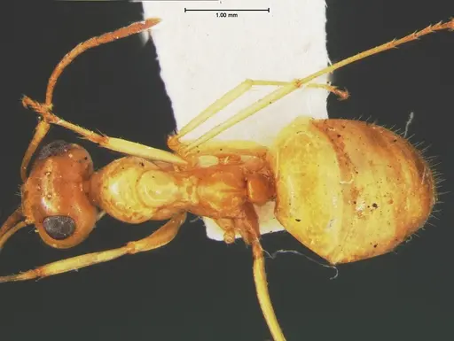 Myrmecocystus pyramicus specimen CASENT0105635 image casent0105635_1