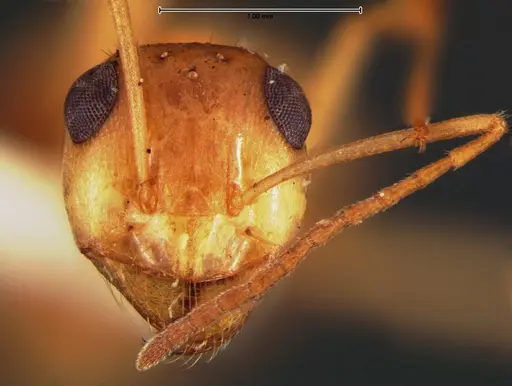 Myrmecocystus pyramicus specimen CASENT0105635 image casent0105635_2