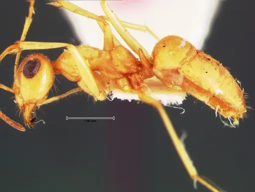 Myrmecocystus pyramicus specimen CASENT0105635 image casent0105635_3
