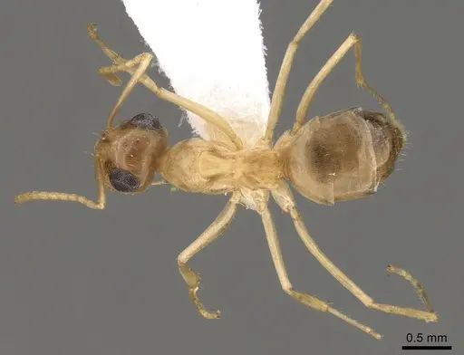 Myrmecocystus pyramicus specimen CASENT0280529 image casent0280529_1