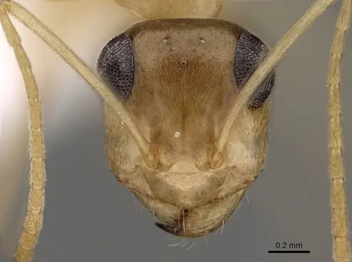 Myrmecocystus pyramicus specimen CASENT0280529 image casent0280529_2