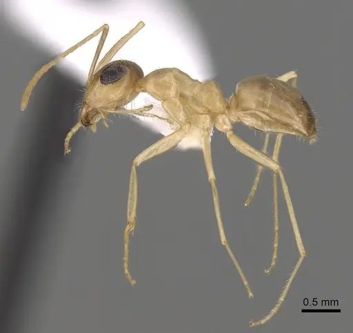 Myrmecocystus pyramicus specimen CASENT0280529 image casent0280529_3