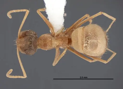 Myrmecocystus pyramicus specimen FMNHINS0000062665 image fmnhins0000062665_1