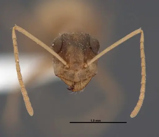 Myrmecocystus pyramicus specimen FMNHINS0000062665 image fmnhins0000062665_2