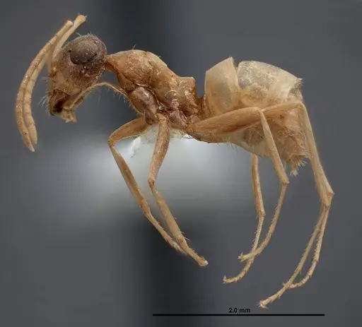 Myrmecocystus pyramicus specimen FMNHINS0000062665 image fmnhins0000062665_3