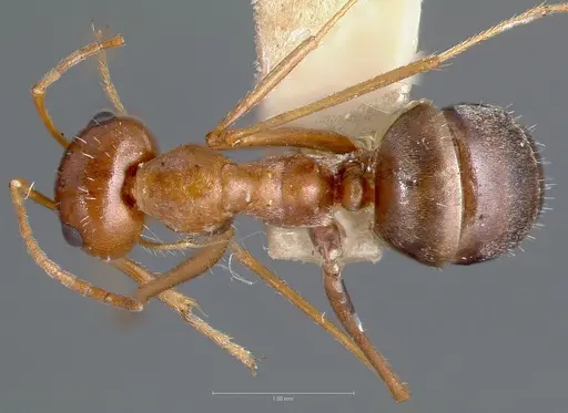 Myrmecocystus romainei specimen CASENT0005886 image casent0005886_1