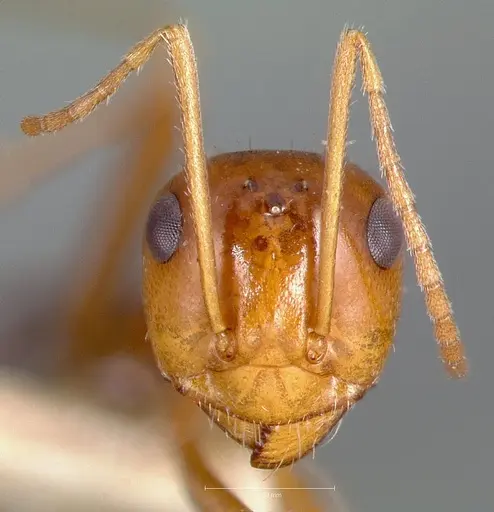 Myrmecocystus romainei specimen CASENT0005886 image casent0005886_2