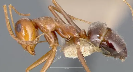 Myrmecocystus romainei specimen CASENT0005886 image casent0005886_3