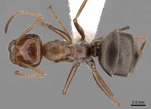 Myrmecocystus romainei specimen CASENT0280520 image casent0280520_1