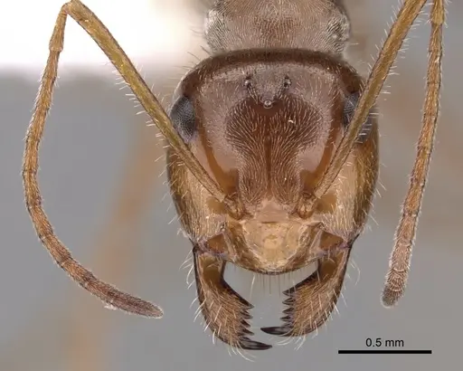 Myrmecocystus romainei specimen CASENT0280520 image casent0280520_2
