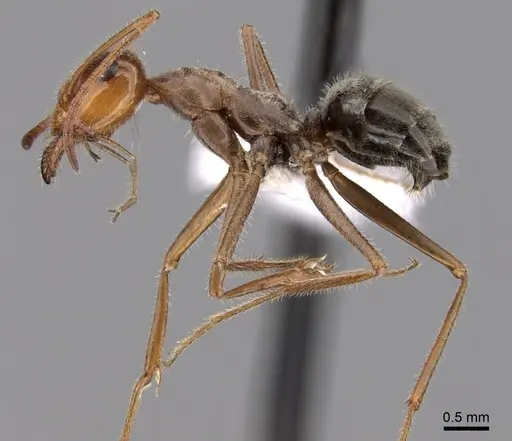 Myrmecocystus romainei specimen CASENT0280520 image casent0280520_3