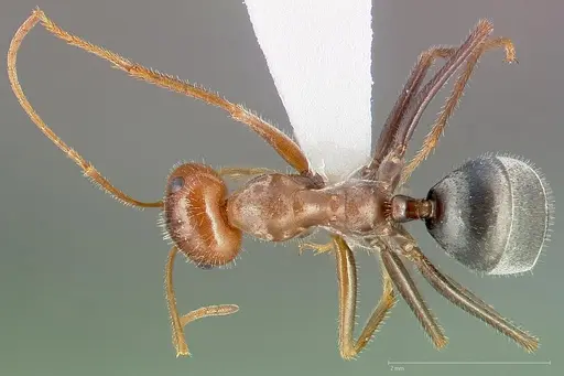 Myrmecocystus semirufus specimen CASENT0005416 image casent0005416_1