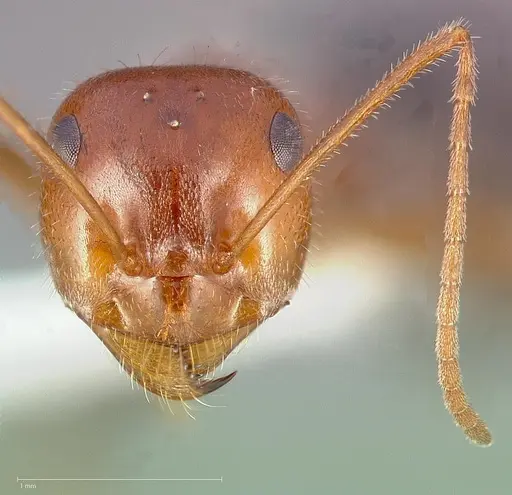 Myrmecocystus semirufus specimen CASENT0005416 image casent0005416_2
