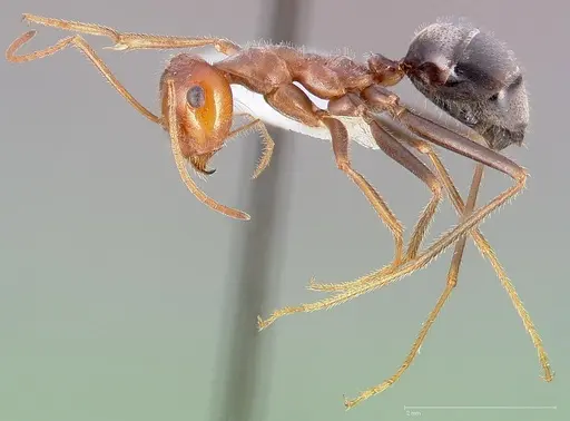 Myrmecocystus semirufus specimen CASENT0005416 image casent0005416_3