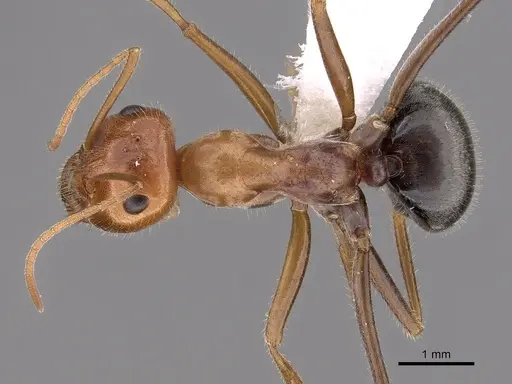 Myrmecocystus semirufus specimen CASENT0280510 image casent0280510_1