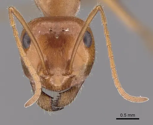 Myrmecocystus semirufus specimen CASENT0280510 image casent0280510_2