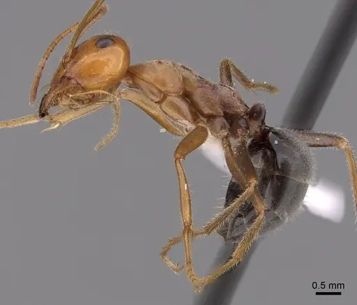 Myrmecocystus semirufus specimen CASENT0280510 image casent0280510_3
