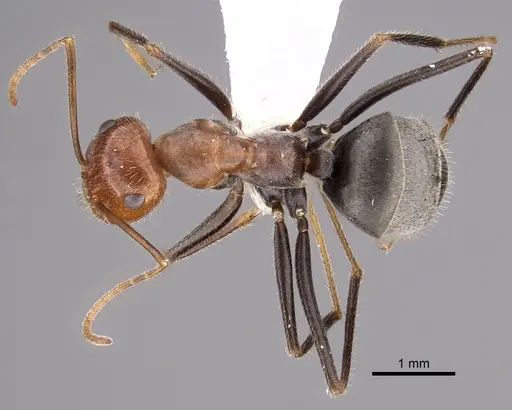 Myrmecocystus semirufus specimen CASENT0280511 image casent0280511_1