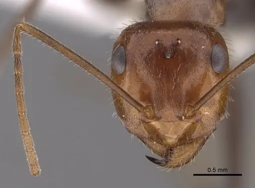 Myrmecocystus semirufus specimen CASENT0280511 image casent0280511_2