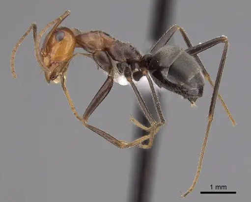 Myrmecocystus semirufus specimen CASENT0280511 image casent0280511_3