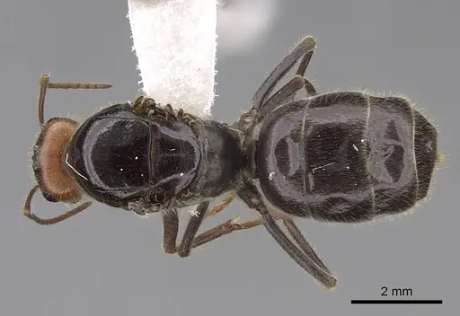 Myrmecocystus semirufus specimen CASENT0862013 image casent0862013_1