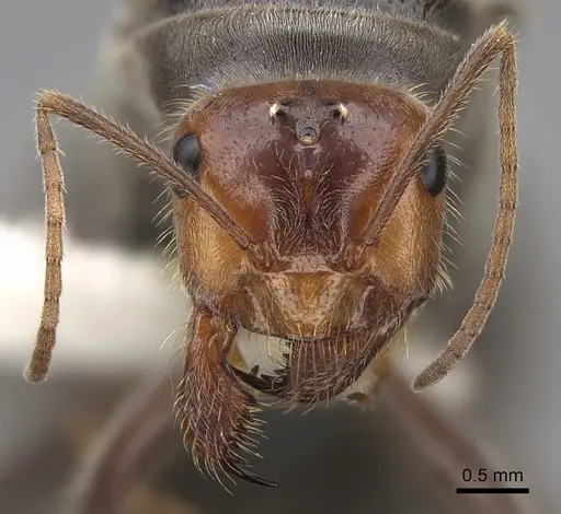 Myrmecocystus semirufus specimen CASENT0862013 image casent0862013_2