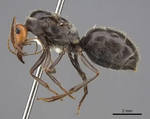 Myrmecocystus semirufus specimen CASENT0862013 image casent0862013_3