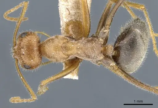 Myrmecocystus semirufus specimen CASENT0905690 image casent0905690_1