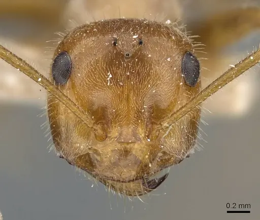 Myrmecocystus semirufus specimen CASENT0905690 image casent0905690_2