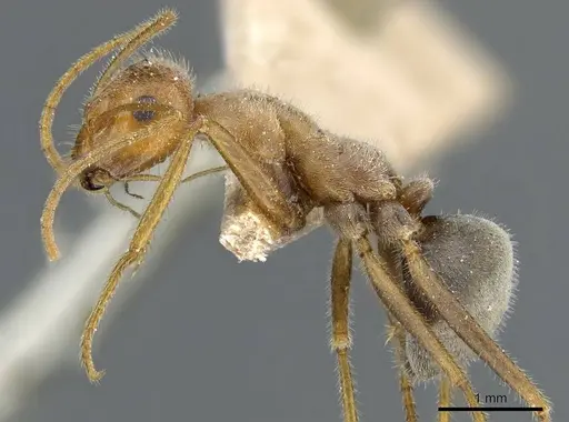Myrmecocystus semirufus specimen CASENT0905690 image casent0905690_3
