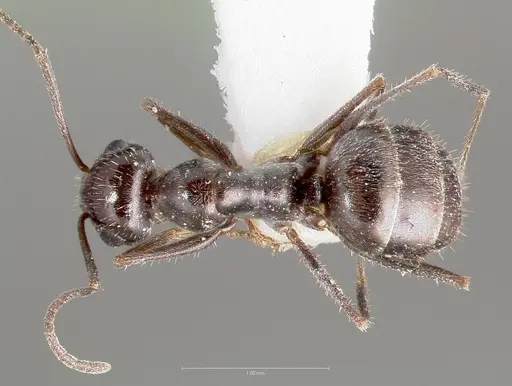 Myrmecocystus tenuinodis specimen CASENT0005942 image casent0005942_1