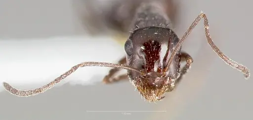Myrmecocystus tenuinodis specimen CASENT0005942 image casent0005942_2