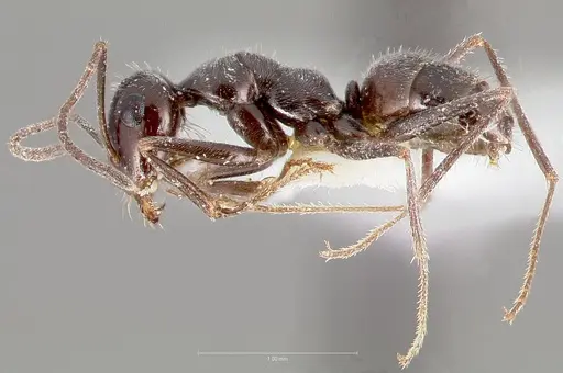 Myrmecocystus tenuinodis specimen CASENT0005942 image casent0005942_3