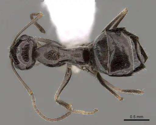 Myrmecocystus tenuinodis specimen CASENT0280522 image casent0280522_1