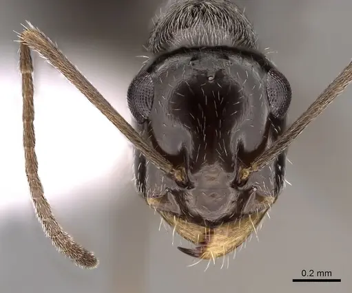 Myrmecocystus tenuinodis specimen CASENT0280522 image casent0280522_2