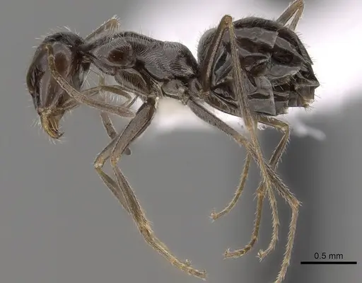 Myrmecocystus tenuinodis specimen CASENT0280522 image casent0280522_3