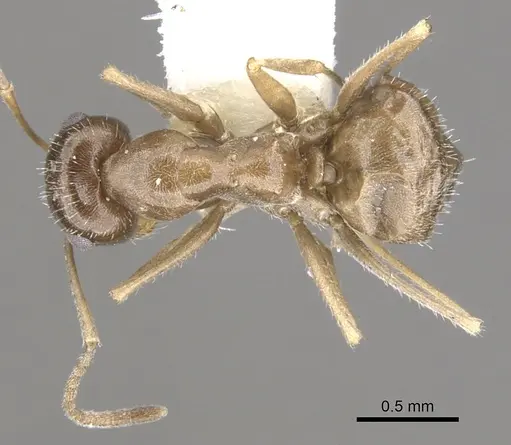 Myrmecocystus tenuinodis specimen CASENT0903197 image casent0903197_1