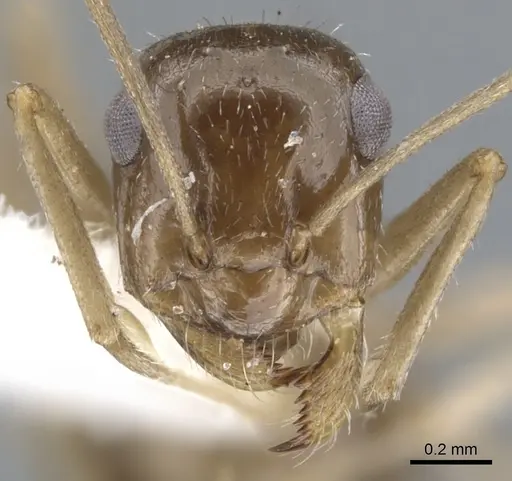 Myrmecocystus tenuinodis specimen CASENT0903197 image casent0903197_2